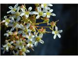 Cvetje skorjastega kamnokreča -Saxifraga crustata.