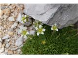 To je Saxifraga exarata subsp. pseudoexarata-gre za podvrsto muškatnega , ki raste pri nas samo pogojno-ni dokazan.