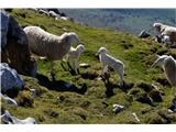 ovce pod vrhom Krna