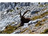 Stenar, Bovški Gamsovec 