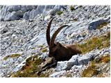 Stenar, Bovški Gamsovec 