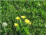 Gorski dimek (Crepis bocconi)