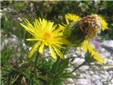 Lučnikovolistni dimek (Crepis pyrenaica)