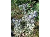 Ametistasta možina (Eryngium amethystinum)