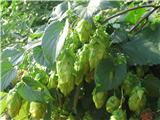 Humulus lupulus