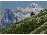 Triglav bdi nad narcisami