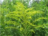 Orjaška zlata rozga (Solidago gigantea)