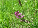 Čopasta grebenuša (Polygala comosa)