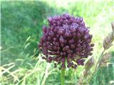 Poletni luk (Allium ampeloprasum)