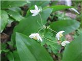 Navadna polžarka (Isopyrum thalictroides)