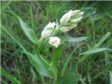 Damasonijeva ali bleda naglavka (Cephalanthera damasonium)