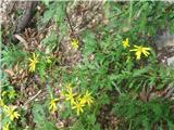 Šentjakobov grint ali šmarni križ (Senecio jacobaea)