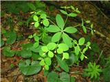 Kranjski mleček (Euphorbia carniolica)