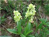 Bleda kukavica (Orchis pallens)