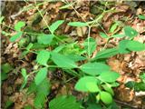Kranjski mleček (Euphorbia carniolica)