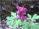 Corydalis cava