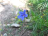 Škrlatnomodro ptičje seme (Buglossoides purpurocaerulea)