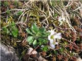 Erophila verna