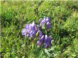 Pisana preobjeda (Aconitum variegatum)