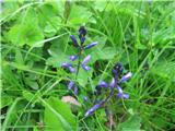 Grenka grebenuša (Polygala amara)