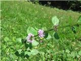 Njivska meta (Mentha arvensis)