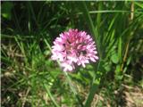 Anacamptis pyramidalis