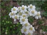 Artemisia nitida