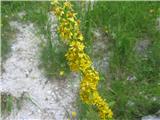 Navadna zlata rozga (Solidago virgaurea)