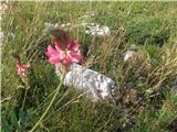 Navadna turška detelja (Onobrychis viciifolia)