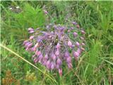 Gredljasti luk-Allium -lukovke-Alliaceae.