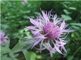 Ta glavinec je bil izredno svetle barve-kranjski glavinec-Centaurea carniolica-nebinovke-Asteraceae. Edino ta sorta ima tako svetlo barvo.