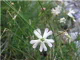 Hayekova lepnica (Silene hayekiana)