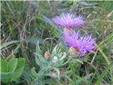 Centaurea gaudinii