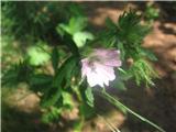 Srhkodlakavi slez (Althaea hirsuta)