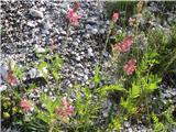 Navadna turška detelja (Onobrychis viciifolia)