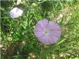 Primorski slak (Convolvulus cantabrica)