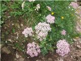 Chaerophyllum hirsutum