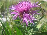 Centaurea haynaldii