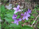 Peterolistna konopnica (Cardamine pentaphyllos)