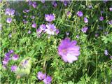 Pirenejska krvomočnica (Geranium pyrenaicum)