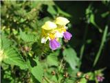 Pisani zebrat (Galeopsis speciosa)