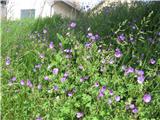 Pirenejska krvomočnica (Geranium pyrenaicum)