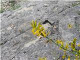 Genista sylvestris