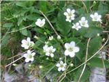 Avstrijska črvinka (Minuartia austriaca)