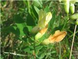 Rumeni grahor (Lathyrus occidentalis var. montanus)