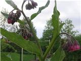 Navadni Gabez (Symphytum officinale)