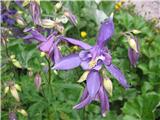 Aquilegia atrata