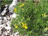 Genista radiata