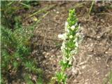 Pokončni čišljak-Stachys recta-ustnatice-Lamiaceae.