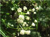 Kranjski zali kobulček (Astrantia carniolica)